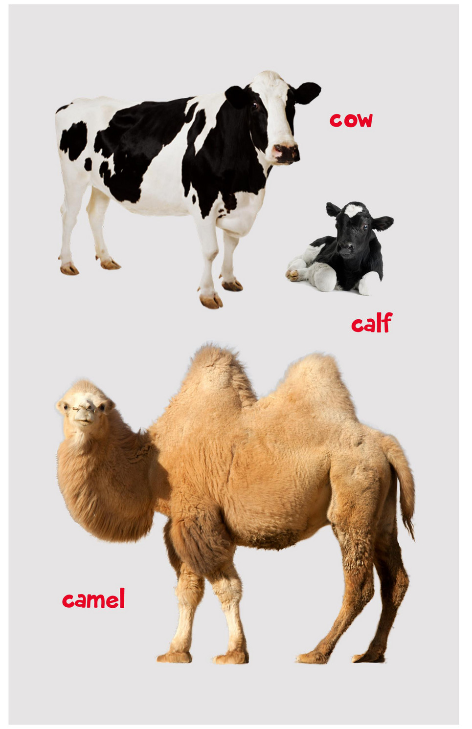 kitabook - first 100 animals - Page 10-11 - Created with 