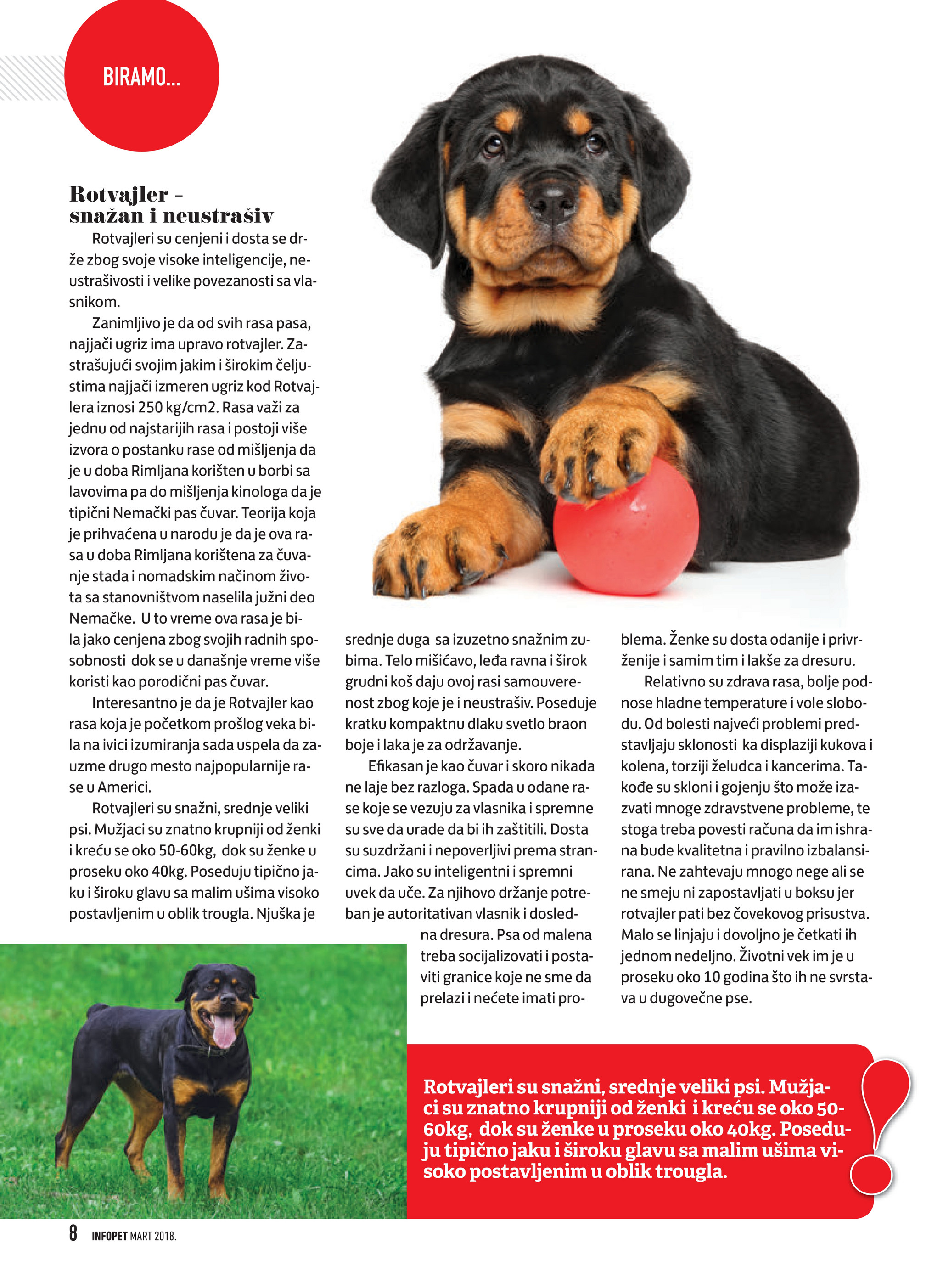 koje su pasmine napravile rottweilera