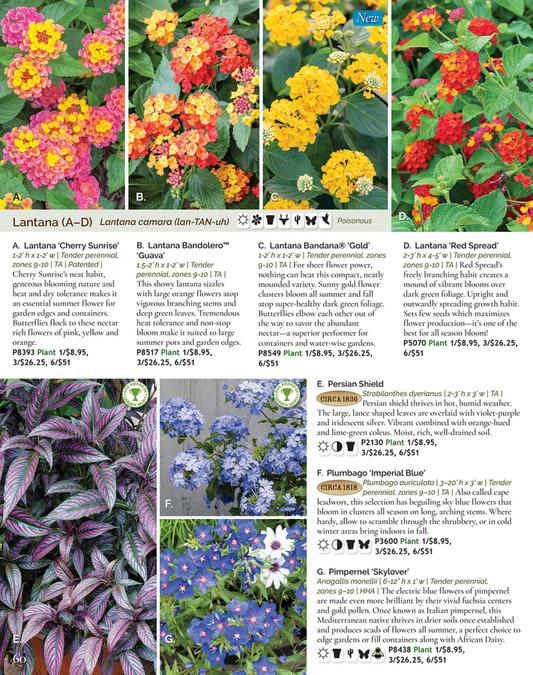 Select Seeds Co 2024 Catalog Page 60 61 Created With Publitas Com   A09d16fe 5ea7 4009 A3e2 6df43958f14d At600 