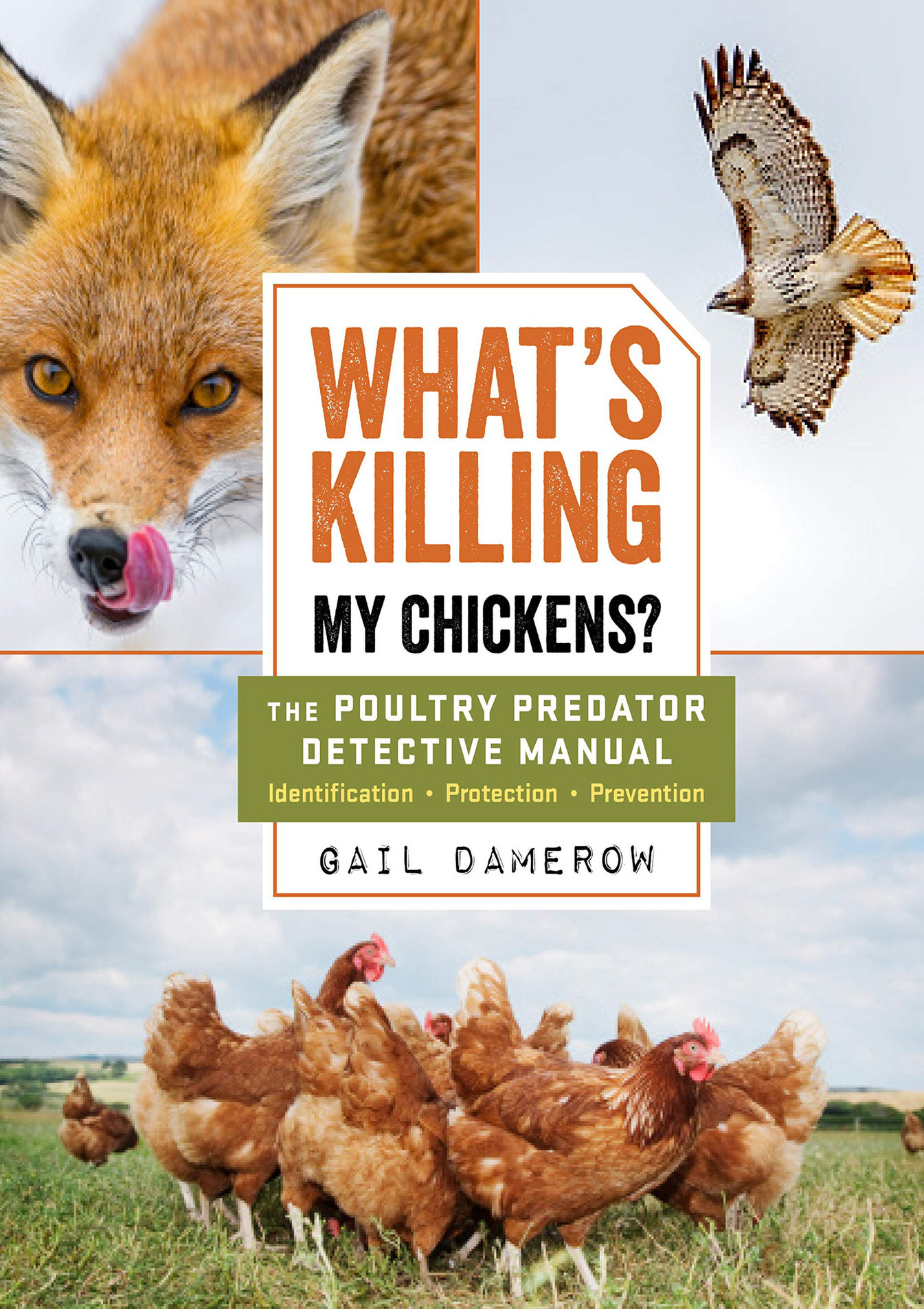 killing chickens essay