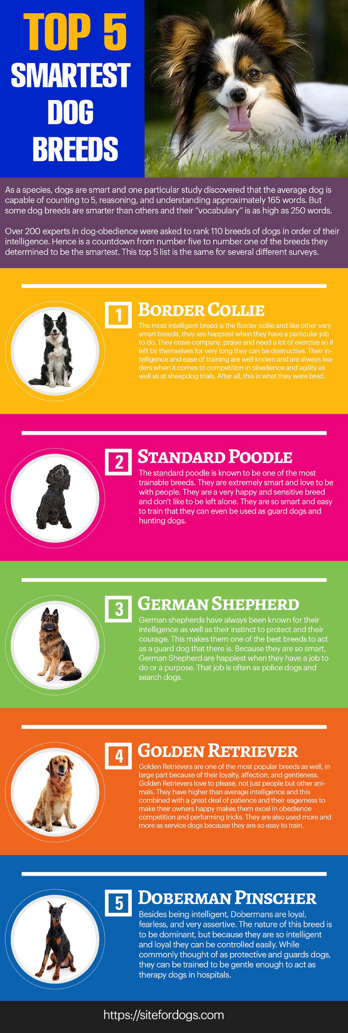 top five dogs