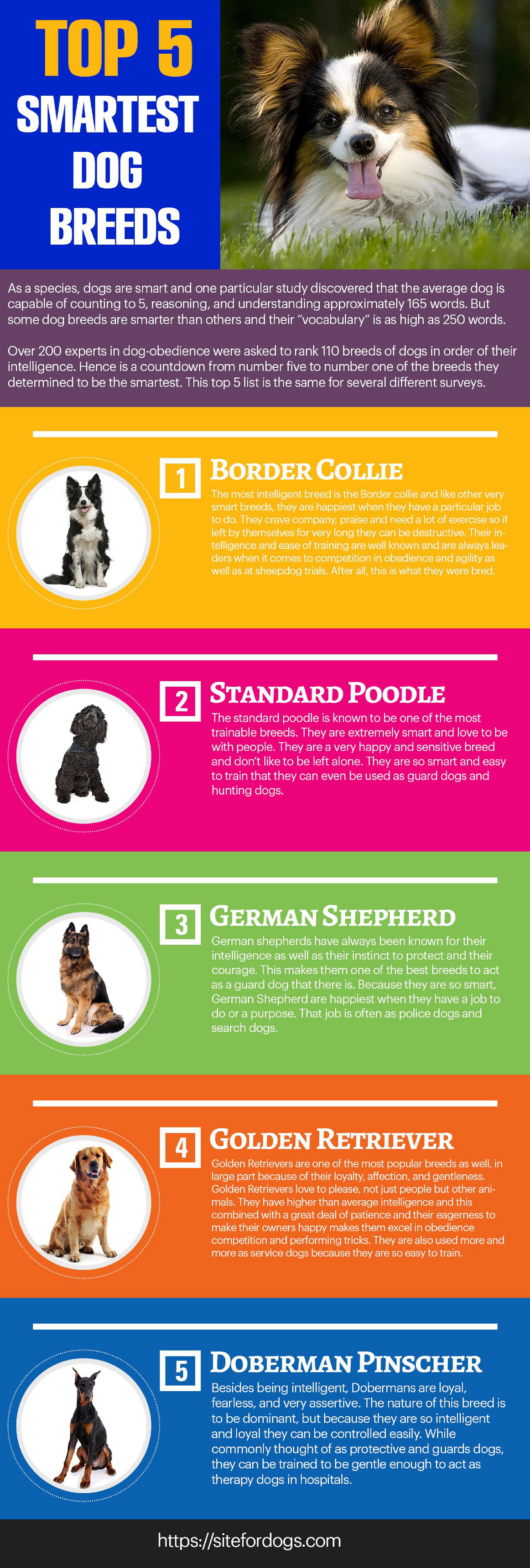 Smartest dogs store list in order