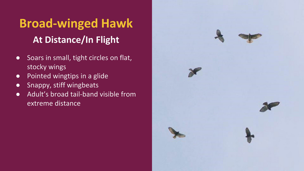 HMANA - HMANA Raptor ID and Hawk Migration - Page 47