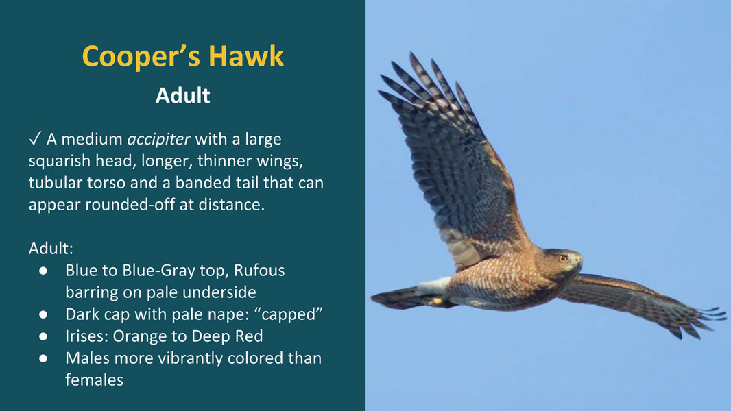 HMANA - HMANA Raptor ID and Hawk Migration - Page 58