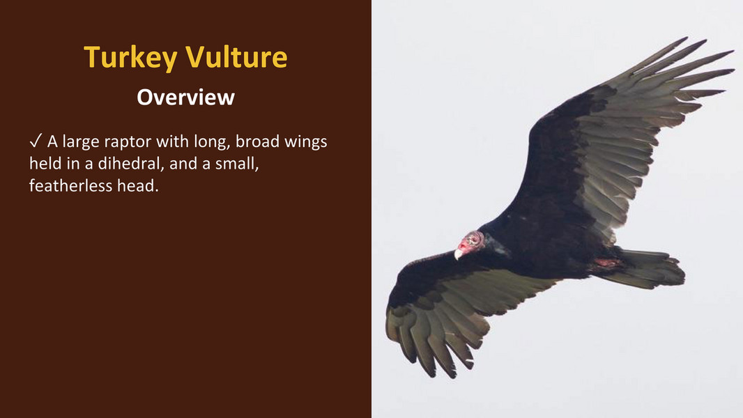 HMANA - HMANA Raptor ID and Hawk Migration - Page 94