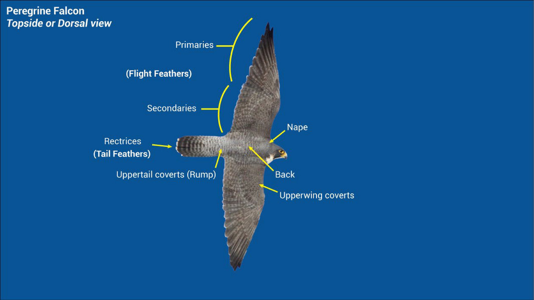 HMANA - HMANA Raptor ID and Hawk Migration - Page 15