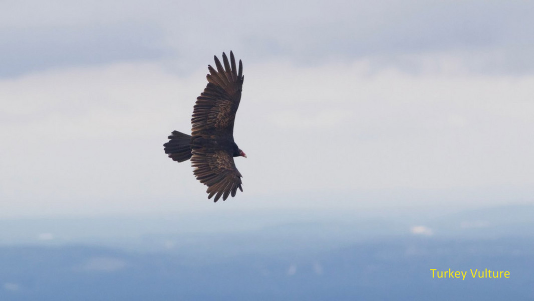 HMANA - HMANA Raptor ID and Hawk Migration - Page 135