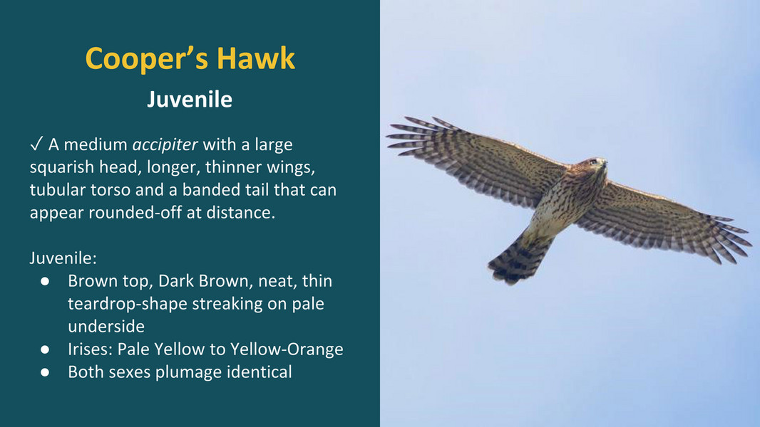 HMANA - HMANA Raptor ID and Hawk Migration - Page 58