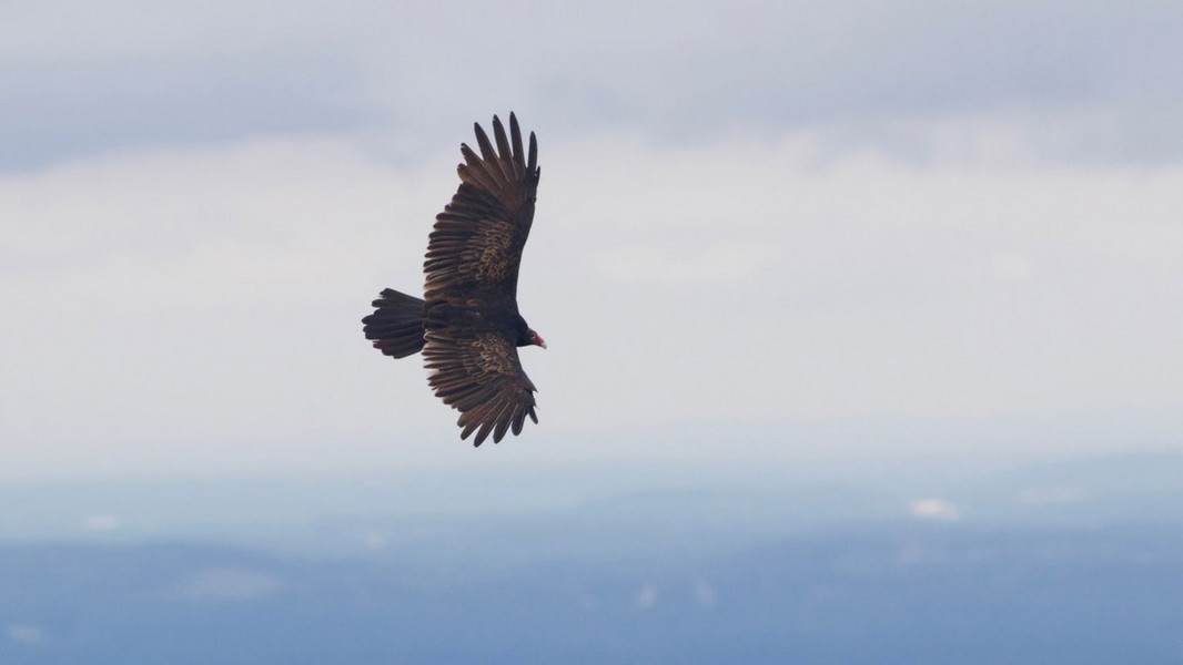 HMANA - HMANA Raptor ID and Hawk Migration - Page 135