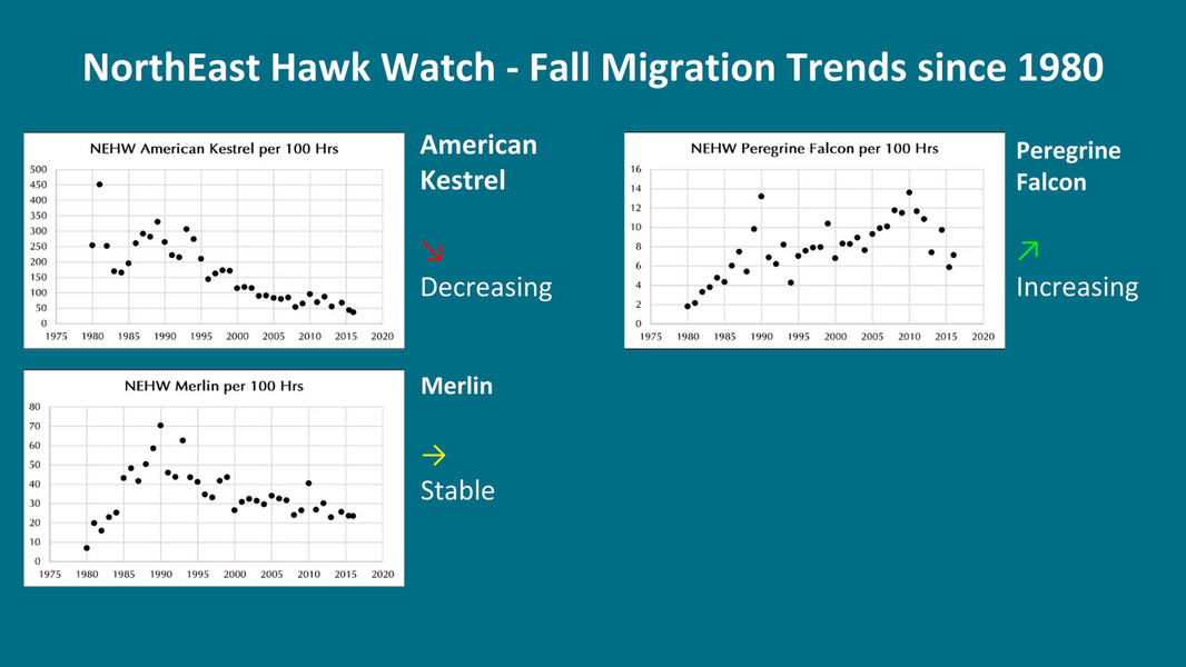 HMANA - HMANA Raptor ID and Hawk Migration - Page 114