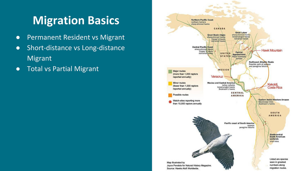 HMANA - HMANA Raptor ID and Hawk Migration - Page 109