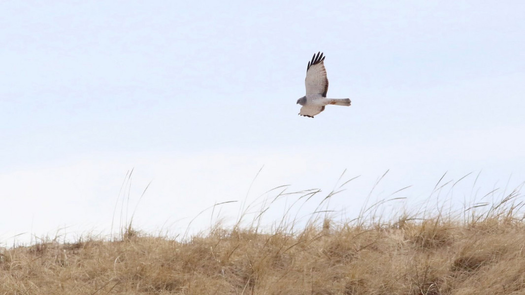 HMANA - HMANA Raptor ID and Hawk Migration - Page 142