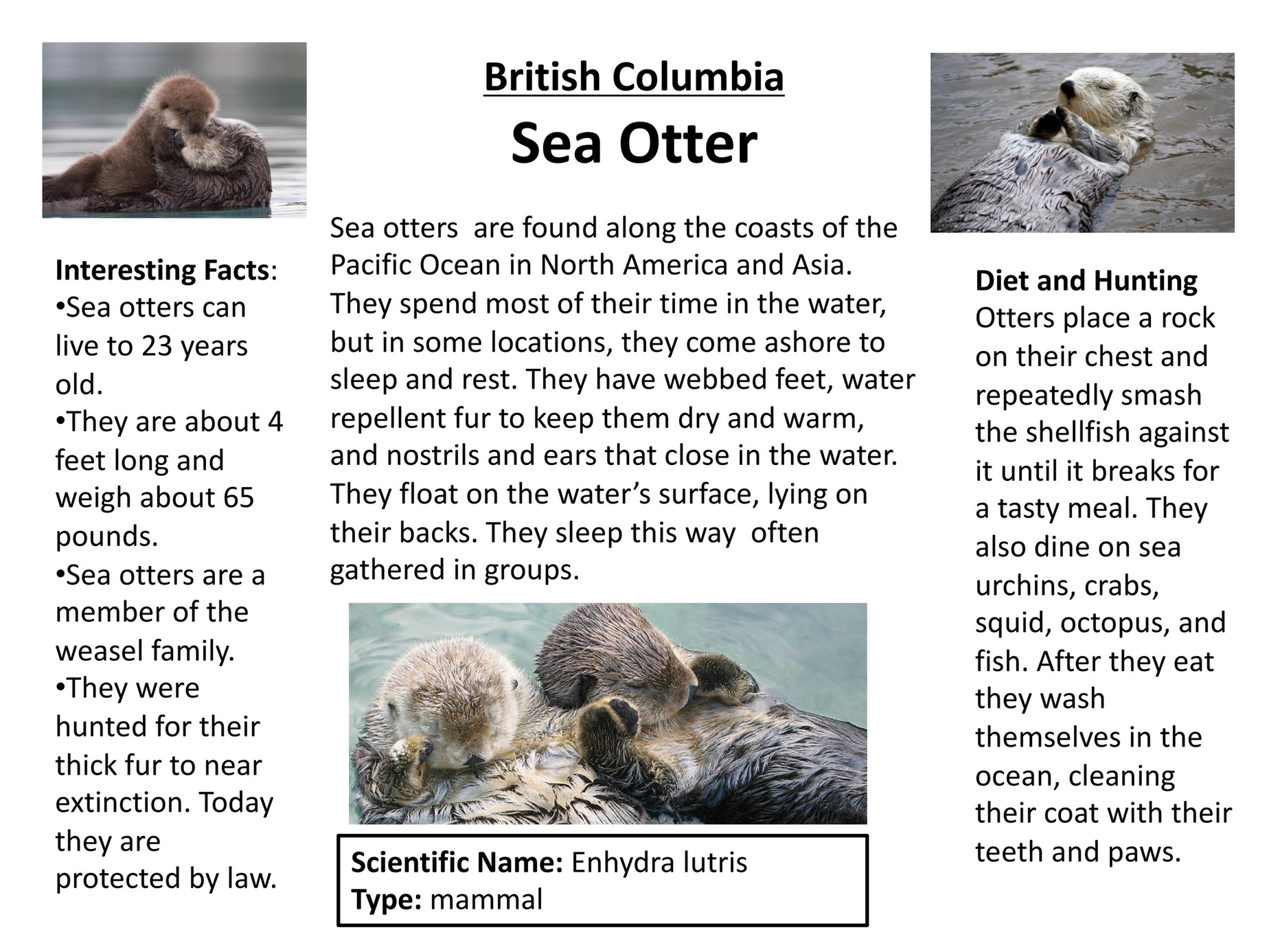 Bruyere Host Site Canadian Marine Biology Sea Otter Page 1