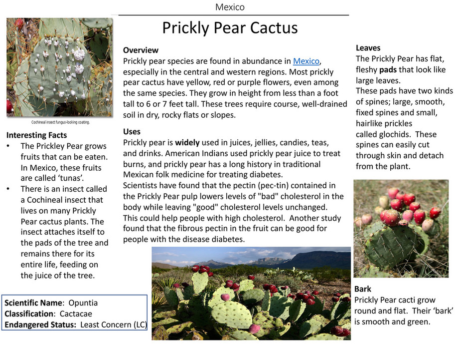 Bruyere Host Site - Prickly Pear Cactus-Mexico - Page 1 - Created with  Publitas.com