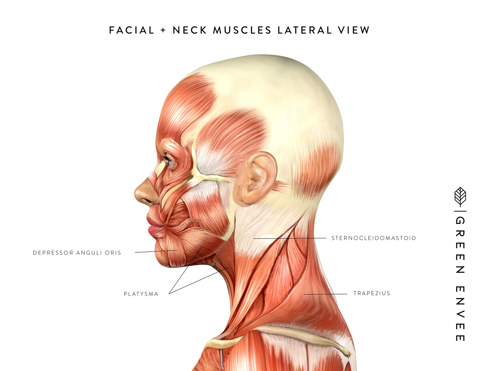 Green Envee Organics Facial Neck Muscles Lateral View Page Created With Publitas Com