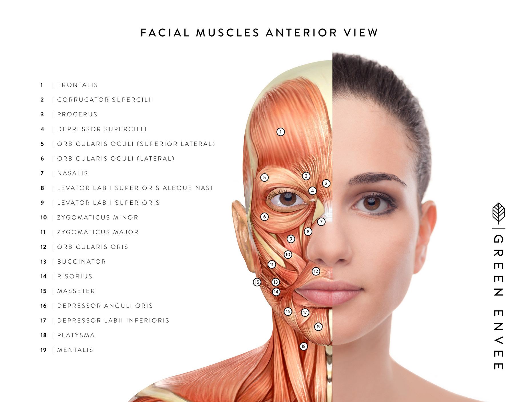 Green Envee Organics - Facial Muscles Anterior View - Page 1 - Created ...