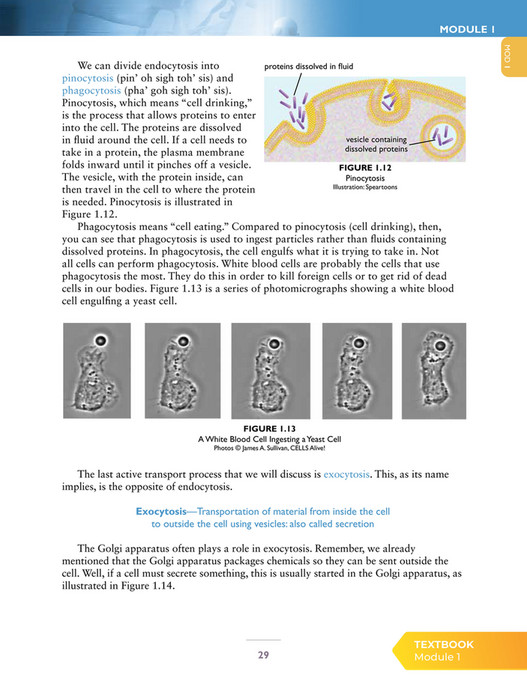 Apologia educational ministries exploring creation with advanced