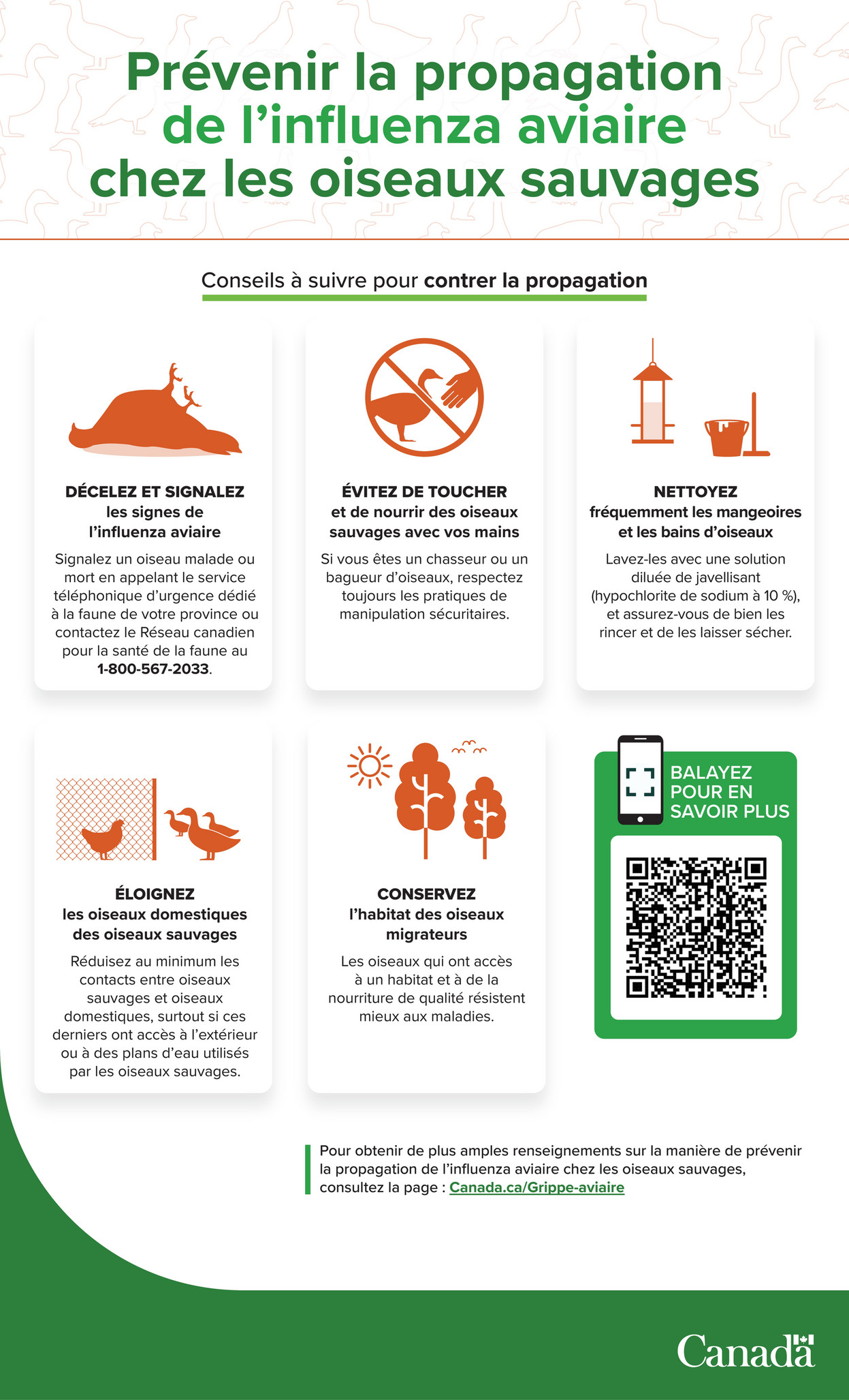 Birds Canada Wild bird avian fluinfographicFRV1 Page 1