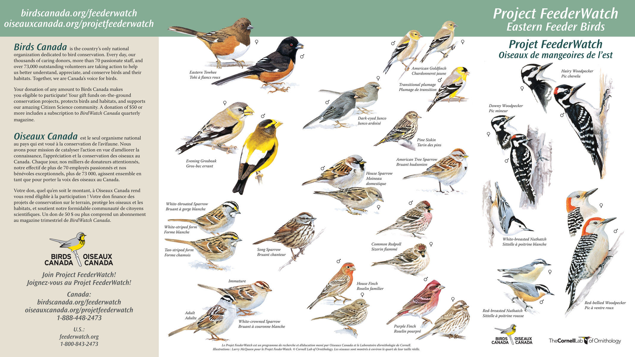 Birds Canada - CommonFeederBirds--East BSC 2022 - Page 1