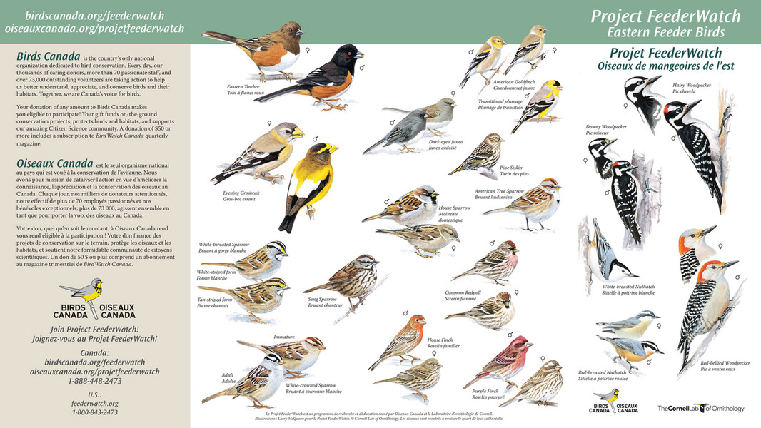 Birds Canada - Commonfeederbirds--east Bsc 2022 - Page 1