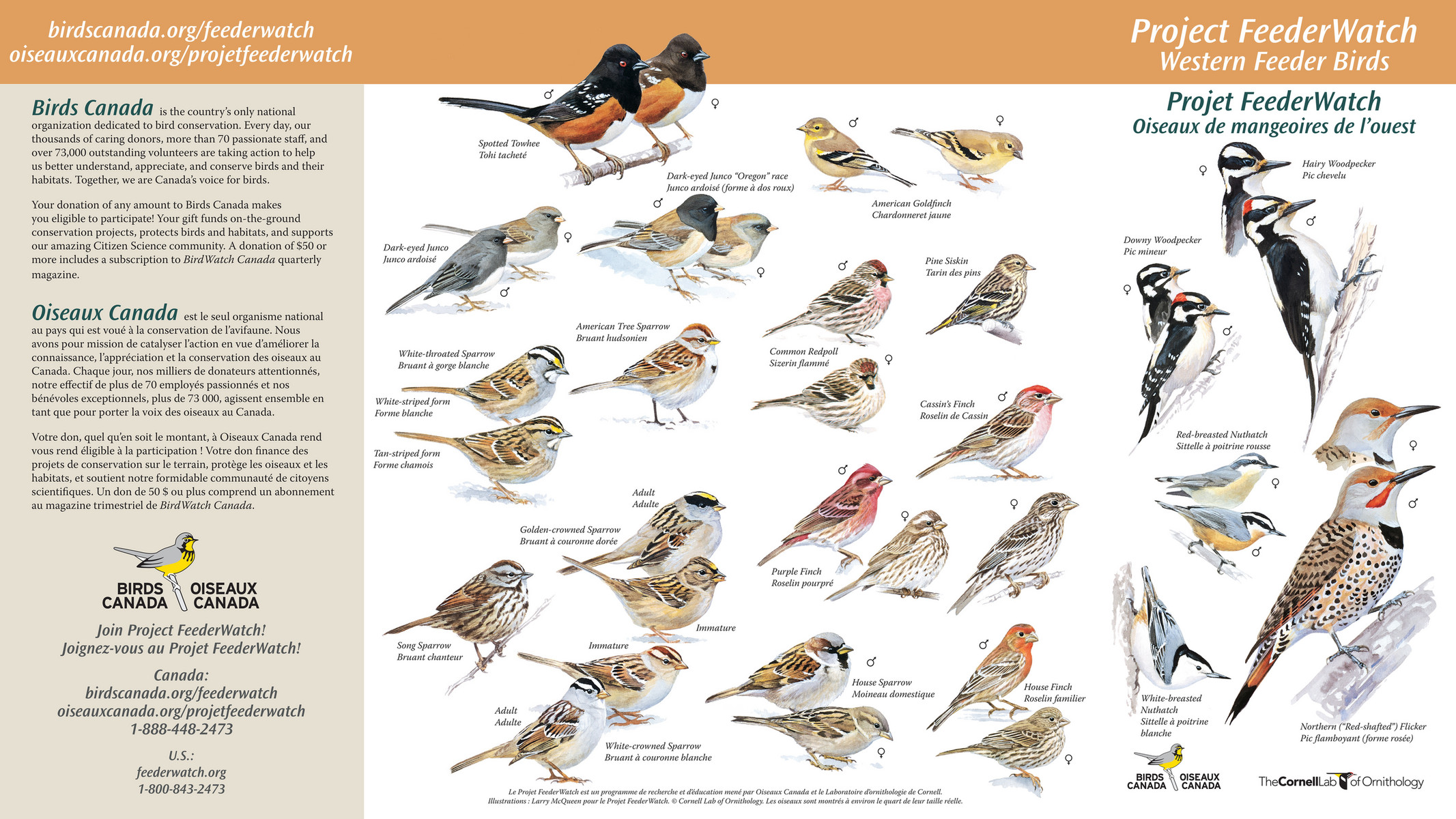 Birds Canada CommonFeederBirdsWest BSC 2022 Page 1