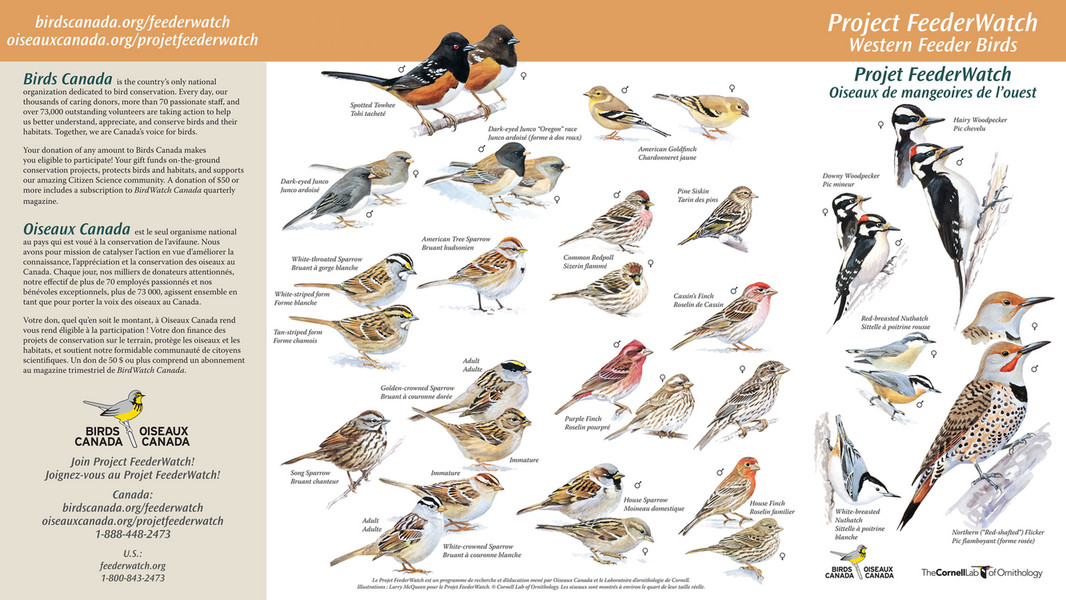 Birds Canada - CommonFeederBirds-West BSC 2022 - Page 1