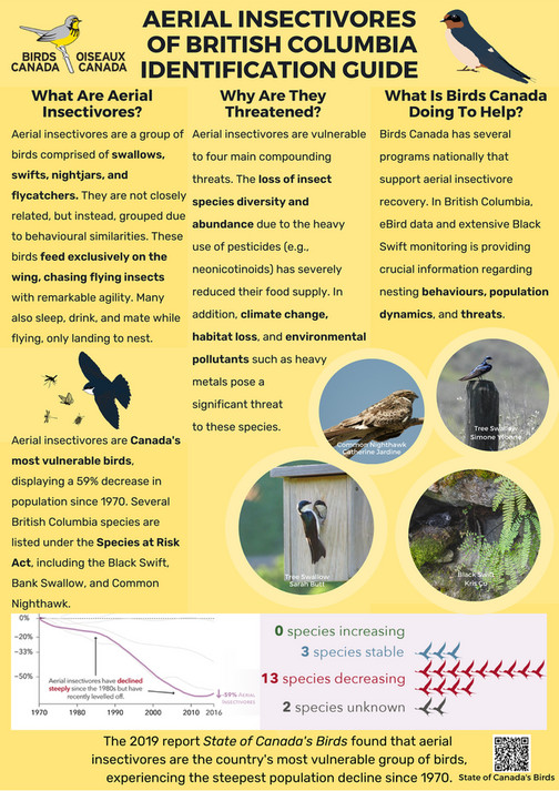 Aeburia Insect Birds Canada - Aerial Insectivores Booklet BC - Page 1