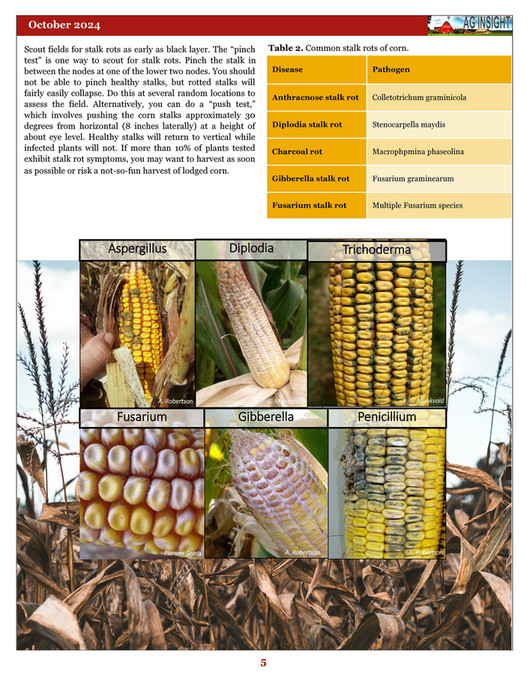 University of Maryland Extension - AG INSIGHT - October 2024 - Page 1