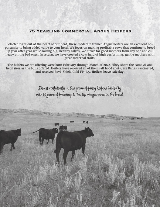 Ballyhoo Printing - Stortz Angus 2025 - Page 1
