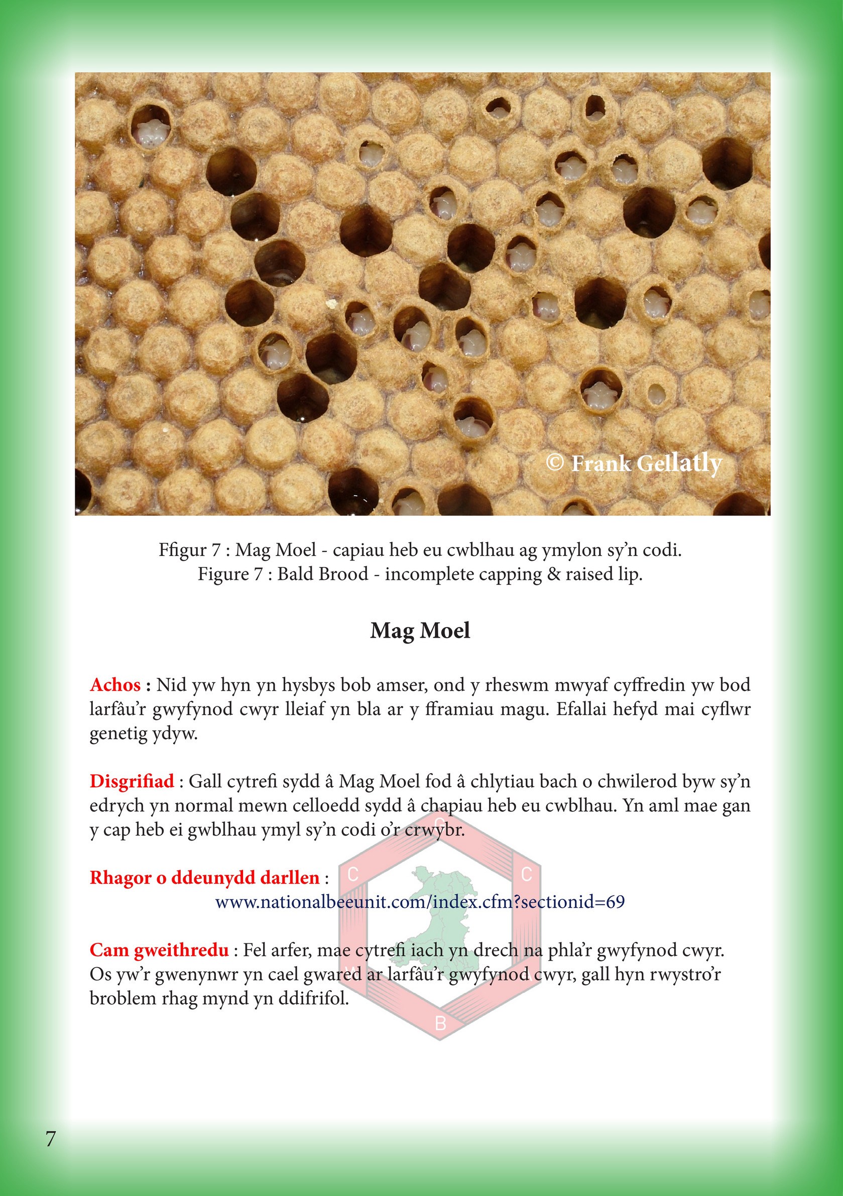 Welsh Beekeeper Diseasecards Page 1 Created With Publitas Com
