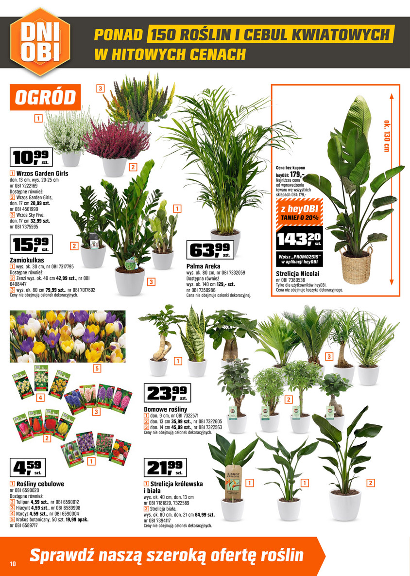 zimmerpflanzen 150 cm hoch Pachira aquatica | 170cm | Online kaufen main image 1