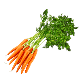 Carottes en botte